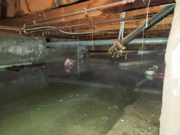 Best Professional water damage repair  in Lockland, OH